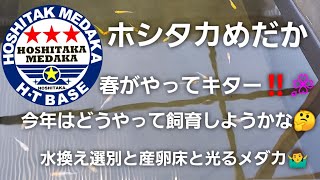 【ホシタカめだか】水換え選別と産卵床と光るメダカ🤷‍♂️