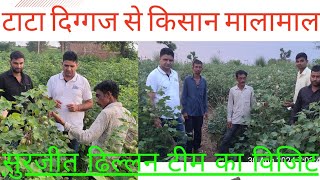 टाटा दिग्गज (TATA Diggaz) से किसान मालामाल ! गुलाबी सुंडी से मुक्ति ।। #sardarshahar #agriculture