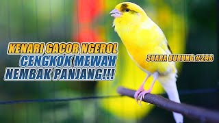 SUARA BURUNG |296| Kenari GACOR PANJANG INI Cocok untuk Masteran KENARI PAUD dan Kenari Macet BUNYI