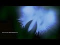 夢舞　サギソウ　white egret flower　癒しの風景