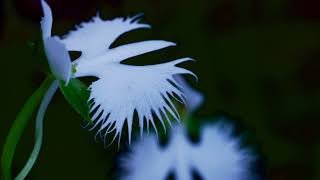 夢舞　サギソウ　White egret flower　癒しの風景