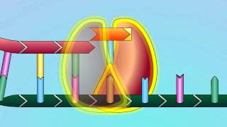 HIV: Mechanisms of NRTI Resistance (Nucleoside Analogue Discrimination)