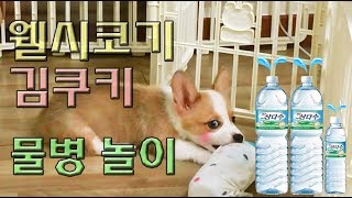 [핫바와쿠키] 웰시코기 3개월 김쿠키 물병놀이 (Baby Cute Dog Puppy Welsh Corgi Video)