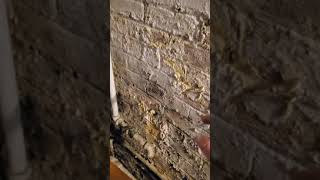 efflorescence galore brick basement wall due to cracked deteriorated parging on exterior of wall