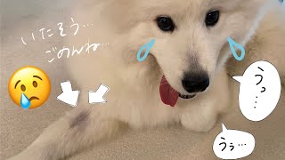 ［English subtitles］About the missing hair on my leg.【samoyed】