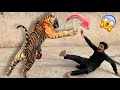 Tiger Ne Attack Kr Diya😭||Mini Zoo Mein Tiger aa Gaya😱