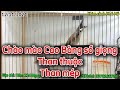 @chimcanhquan7 - (12/11/2024) Chào mào Cao Bằng sổ giọng 678, Than thuộc đẹp, Than mép to,…