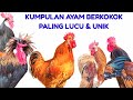 UNIK & LUCU|| SUARA AYAM BERKOKOK