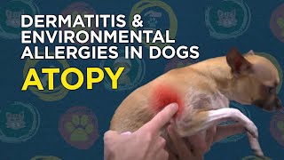 Learn about Dermatitis \u0026 Environmental Allergies in Dogs (Atopy)