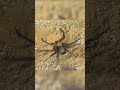 사막거미 은신술 desert spider stealth shorts