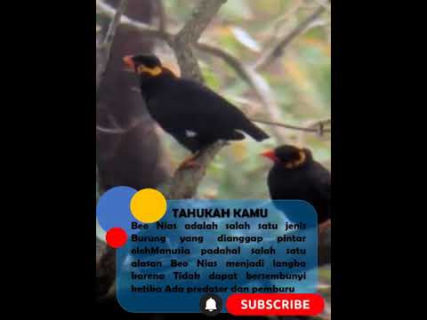 Beo Nias-burung Yang Katanya Pintar - YouTube