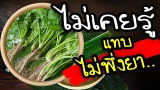 มาแรง..!! คนญี่ปุ่นฮิตกินผักชีหนักมาก..พบสรรพคุณเพียบ แทบไม่พึ่งยา..  | Nava DIY