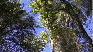 SIEMBRA Y COSECHA TV: Técnicas de manejo y plantación de cedro