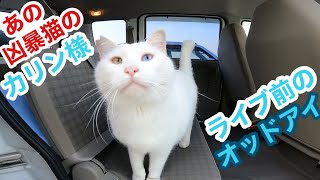 あの凶暴猫のカリン様 本日ライブ前の寛ぎ貴重映像です Ferocious cat