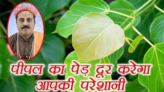 Peepal tree Totke: पीपल के पेड़ के ये ज्योतिष उपाय देंगे लाभ | Peepal Tree Puja Vidhi | Boldsky