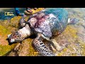 बिग साइज समुद्री कछुआ मिला नावदरा बीच गुजरात में मृत हालत में big size sea turtle found dead