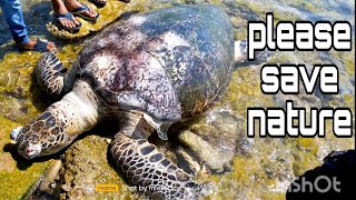 बिग साइज समुद्री कछुआ मिला नावदरा बीच गुजरात में मृत हालत में Big size sea turtle found dead