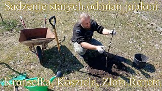 Sadzenie starych odmian jabłoni - Kronselka, Kosztela, Złota Reneta