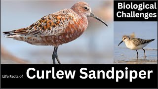 Curlew Sandpiper