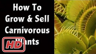 Growing The Best Carnivorous Plants - Sundews, Venus Flytraps and Pitcher Plants