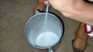 goat milking natural sound