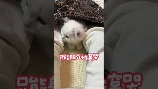 天生矫情，没人冷落你哦~#kitten #银渐层 #cat #cats