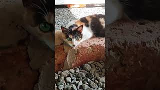 ഇവന്റെ മുഖം കണ്ടാൽ അറിയൂ ലേ😂😎 #funny #trending #catvideos #youtubeshorts #catlover ❤️ #aniimals