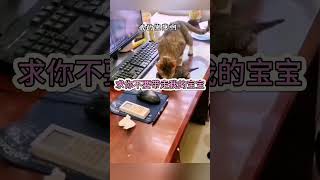 猫妈妈以为主人要把崽崽送人，着急的跑出来护住孩子，每个孩子都是妈妈的心头肉啊！不要分开他们#cat #萌宠 #治愈 #猫 #可爱 #cuteanimals #cute