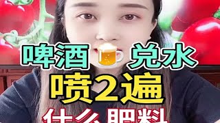 啤酒兑水喷两遍，什么肥料都不换