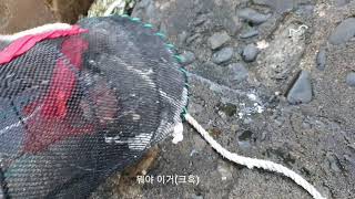 [투어이선생] 울릉도 통발낚시 성공?