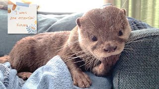 カワウソ  コタロー　指しゃぶりからのかまってちゃん　Kotaro the Otter Finger Sucking and Attention Seeker