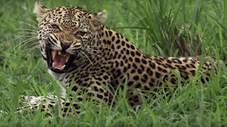 Leopard Mother Fights her own Daughter | BBC Earth