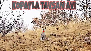 Kopayla Tavşan Avı (shotkam) - Rabbit hunting - Chasse Au Lapin - Caccia Al Coniglio - صيد الأرانب