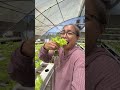 SG Farm #hydroponics #lettuce #plants #shortsvideo #shortsfeed #southcotabato