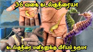 கடல் குதிரை🌊🐎 பிடிப்பது குற்றம்⚖️ /கடல்வளம் அழியும் 🥺Sea horse information in rameswaram #kadalrasa