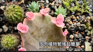 多肉植物繁殖超級簡單Succulent breeding is super simple #flower #flowers #succulent #succulents #plants #plant