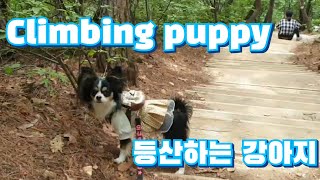 같이 등산할래요~~ 등산하는 강아지 🐶 / #논현동 오봉산