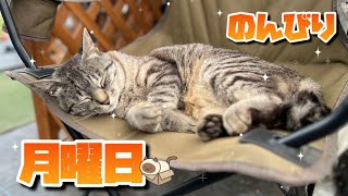 【6/17】月曜日も元気な農家ネコたち🐈‍⬛🐈【農園生活ダイジェスト】