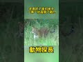 老鷹抓了獵豹崽子 一鷹一豹展開了戰鬥 老鷹 獵豹