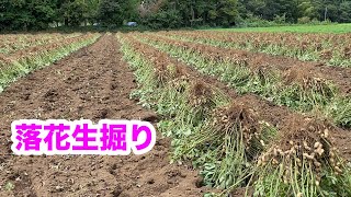 落花生掘り