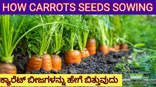 ಕ್ಯಾರೆಟ್ ಬೆಳೆಯಲು ಎಷ್ಟು ಖರ್ಚಾಗುತ್ತದೆ?ಈ .Important step in carrot sowing