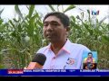 LAPORAN KHAS- JUTAWAN JAGUNG HIBRID [29 OKT 2016]