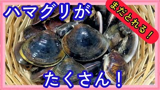 秋でもとれる！！干潟のハマグリで自然との触れ合いが楽しすぎる潮干狩り！😍