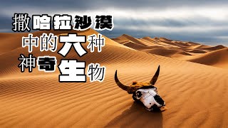 撒哈拉沙漠：生命禁区的六大奇迹生物，极端环境下的生存传奇