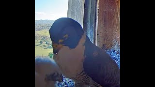 FalconCam 2024 10 27 A meal too far