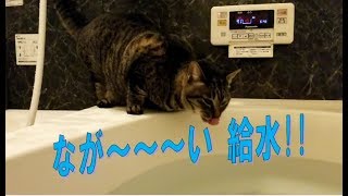 水を飲み続ける猫　給水時間を計測してみた!!