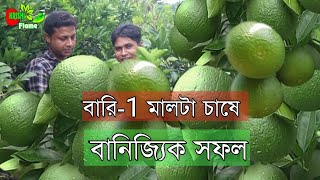 বারি-1মালটা চাষ পদ্ধতি ~ Malta farming method ~ লক্ষ টাকা আয় বারি-1 মালটা চাষে বেকার যুবকের BD