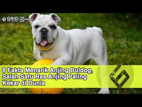 8 Fakta Menarik Anjing Buldog, Salah Satu Ras Anjing Paling Kekar Di ...