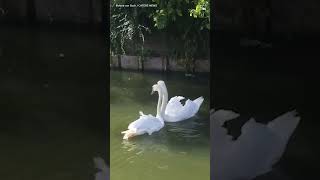 Two loving swans are reunited and their joy is absolutely infectious ❤️