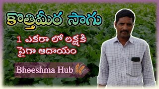 Coriander Cultivation In Telugu | కొత్తిమీర సాగు మరియు పూర్తి వివరాలు | Bheeshma Agriculture